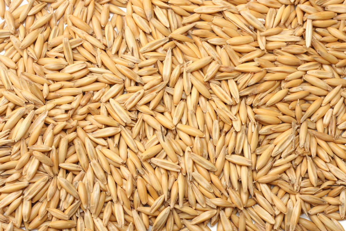 Why Are Whole Oats the Most Ideal Grain to Feed Your Horse?