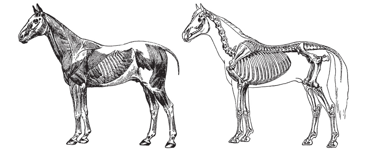 Why Your Horse Should Be on ProflamAid Plus