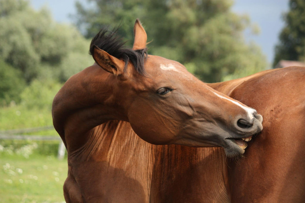 Allergies in Horses and Immune Function