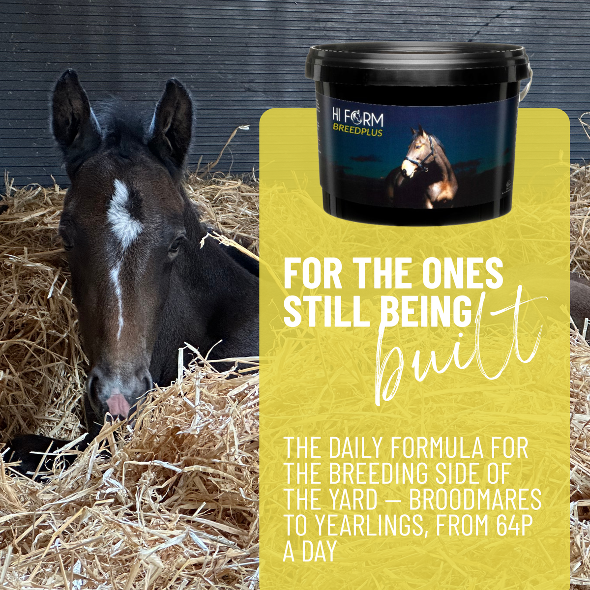 BreedPlus | Breeding & Youngstock Daily Formula