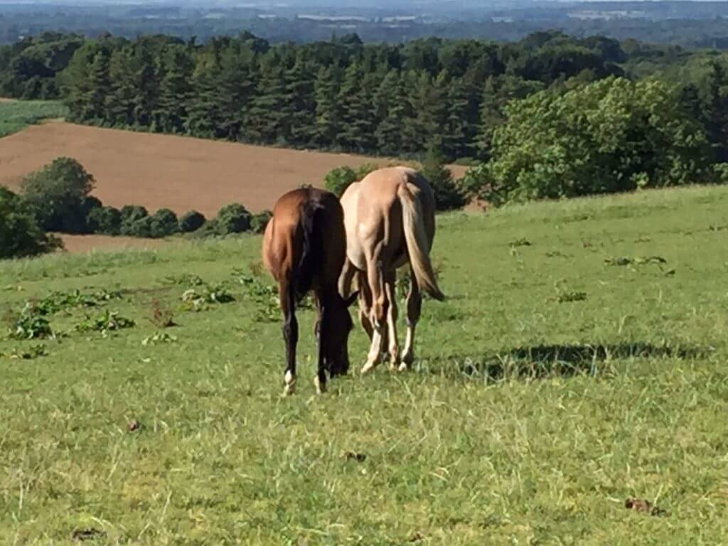 Hi Form Equine – Premium Horse Supplements