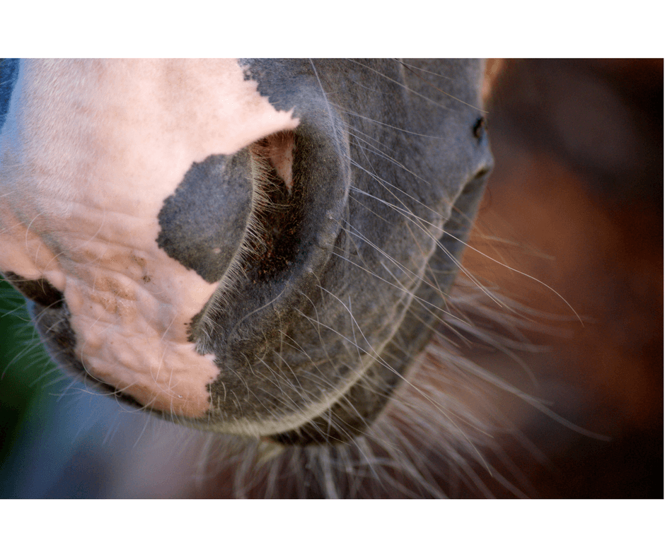 Hi Form Equine – Premium Horse Supplements