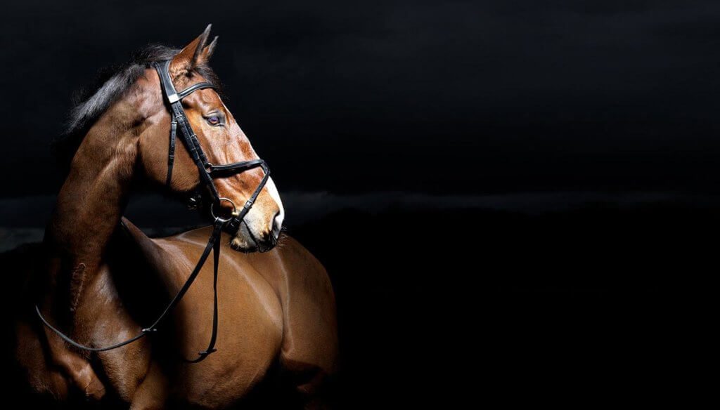 Hi Form Equine – Premium Horse Supplements