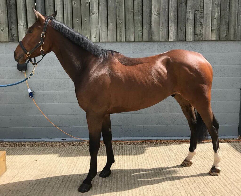 Hi Form Equine – Premium Horse Supplements