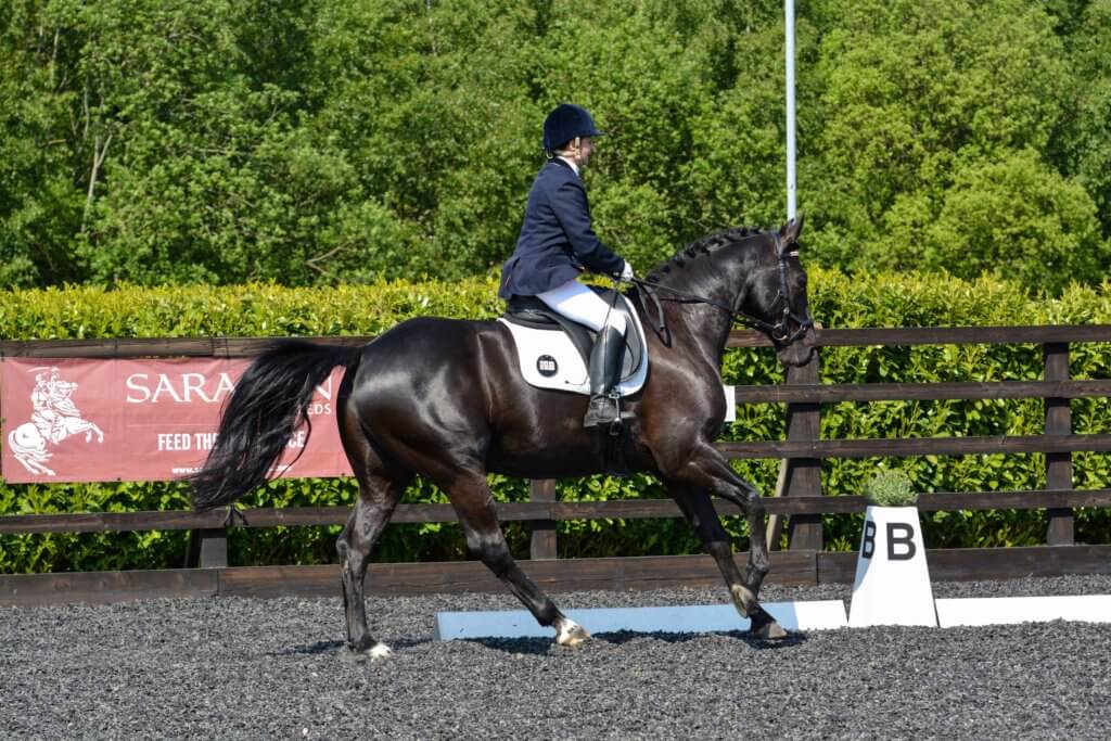 Hi Form Equine – Premium Horse Supplements