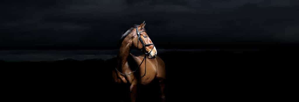 Hi Form Equine – Premium Horse Supplements