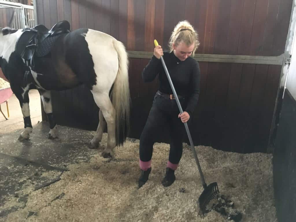 Hi Form Equine – Premium Horse Supplements