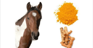 Hi Form Equine Turmeric