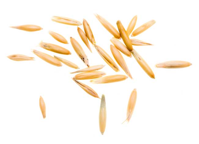 Hi Form Equine – Premium Horse Supplements