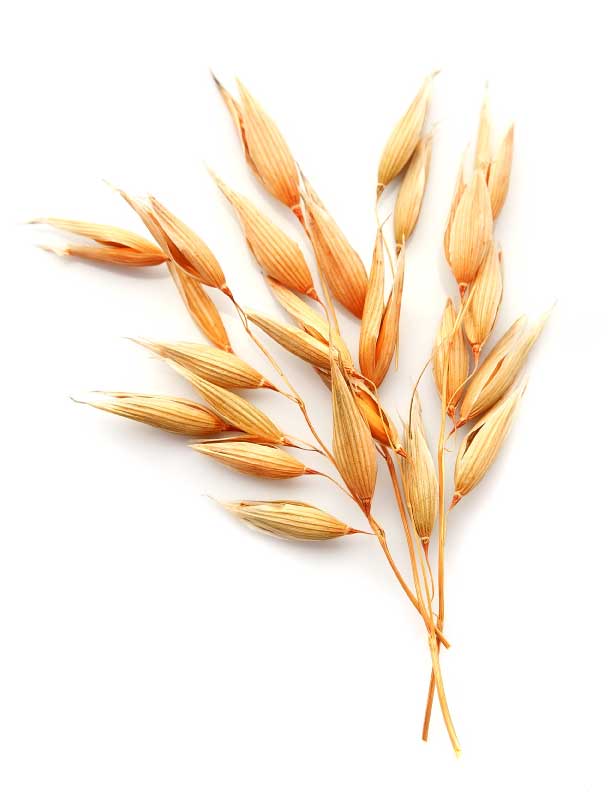 Hi Form Equine – Premium Horse Supplements