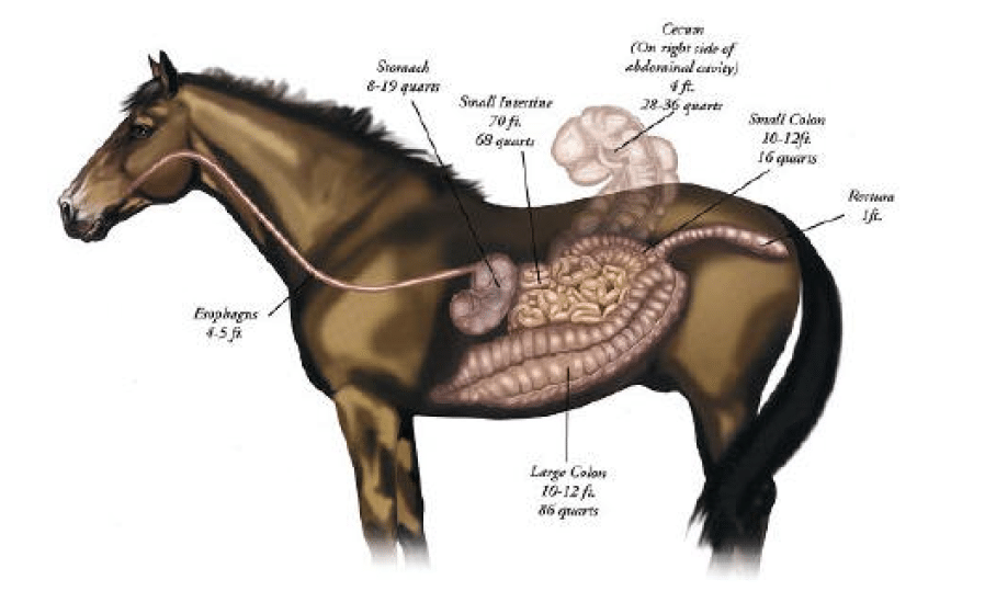 A Simple, Logical, Inexpensive Way to Feed your Horse? Hi Form Equine