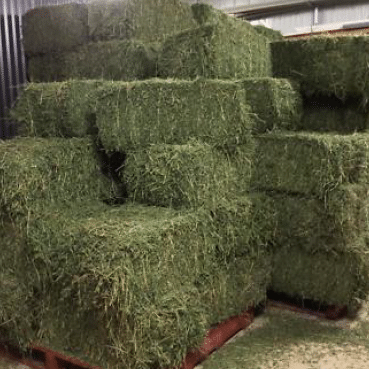 Hi Form Equine – Premium Horse Supplements