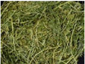 Hi Form Equine – Premium Horse Supplements