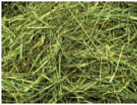 Hi Form Equine – Premium Horse Supplements