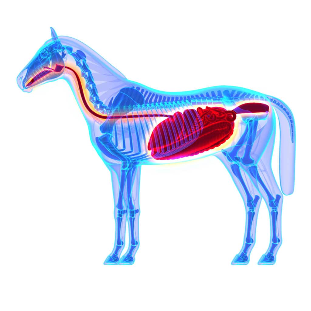 Hi Form Equine – Premium Horse Supplements