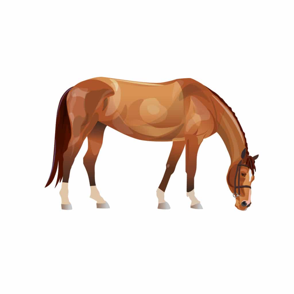 Hi Form Equine – Premium Horse Supplements