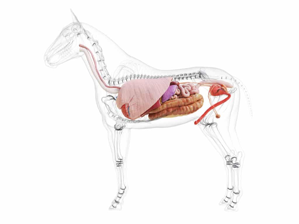 Hi Form Equine – Premium Horse Supplements