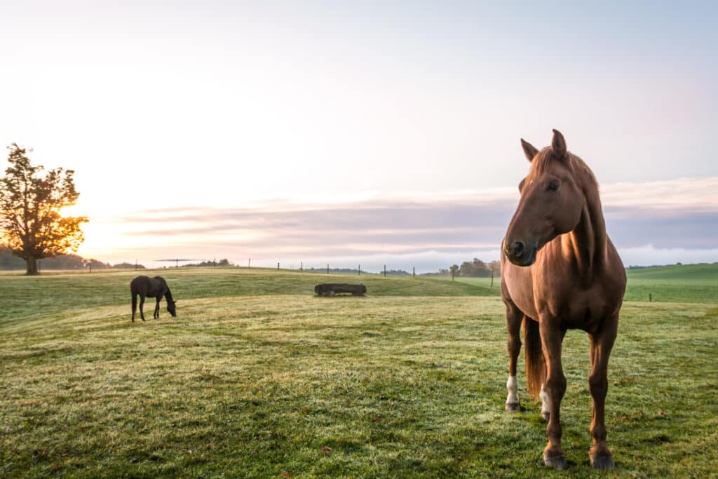 Hi Form Equine – Premium Horse Supplements