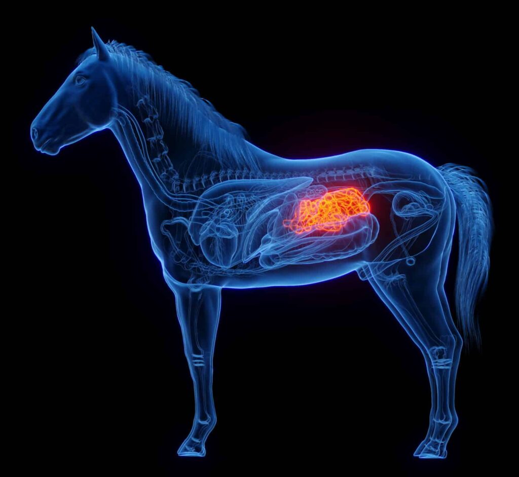 Hi Form Equine – Premium Horse Supplements