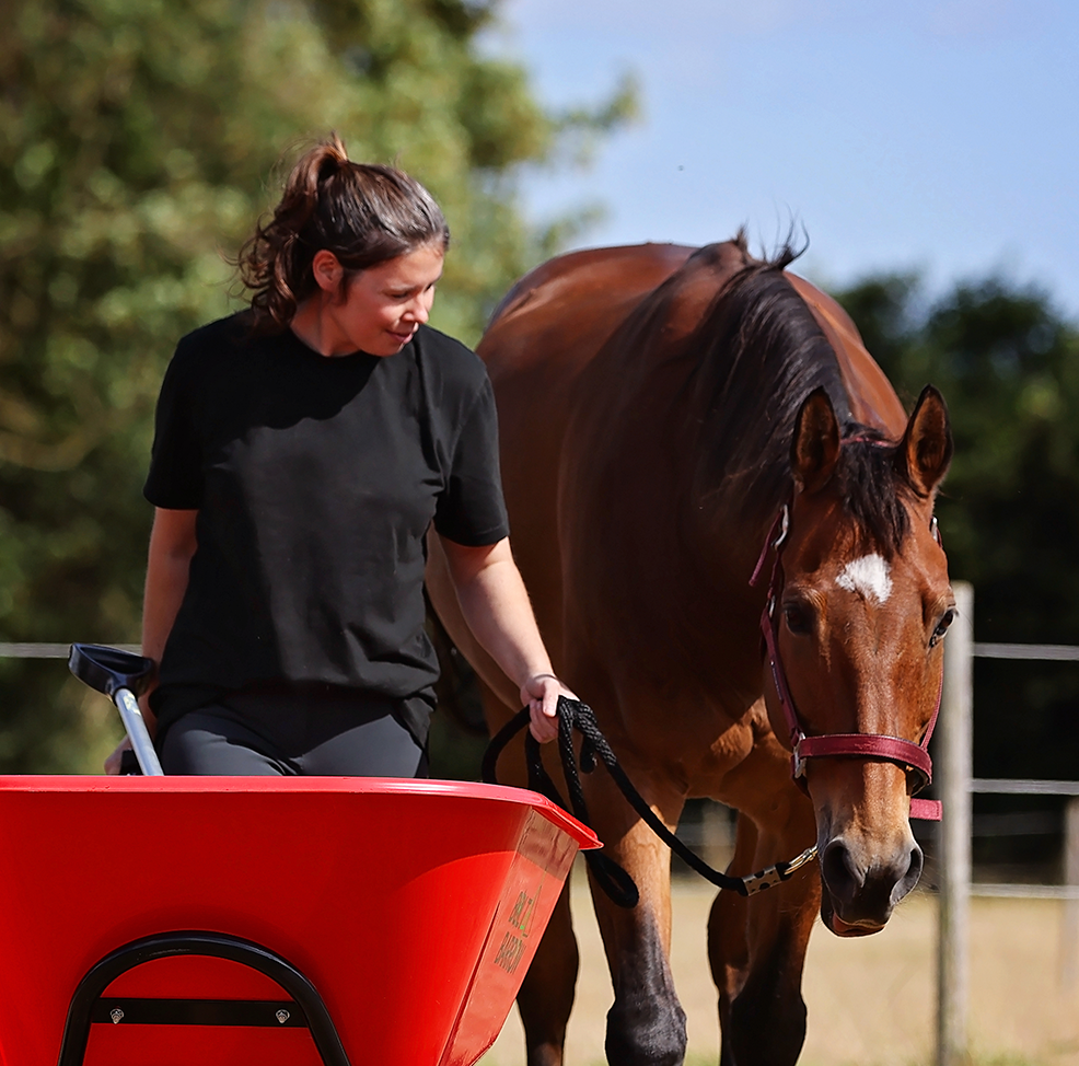 Hi Form Equine – Premium Horse Supplements